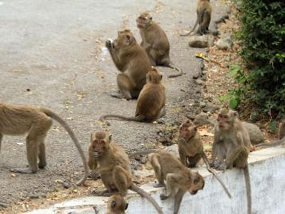 wisata plangon kera mistik cirebon